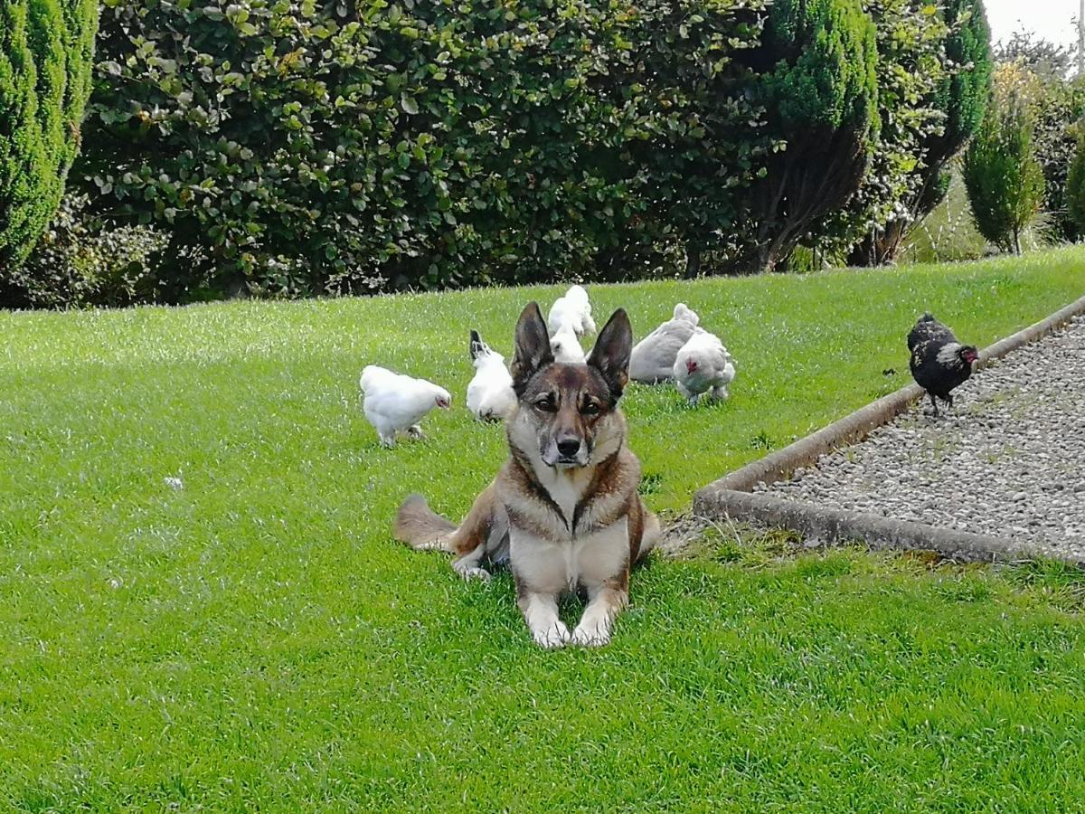 Fox Heaven B&B Carrickfergus Luaran gambar